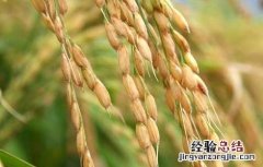 关于水稻种植生长后期的管理方法和措施 关于水稻种植生长后期的管理方法