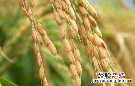 关于水稻种植生长后期的管理方法和措施 关于水稻种植生长后期的管理方法
