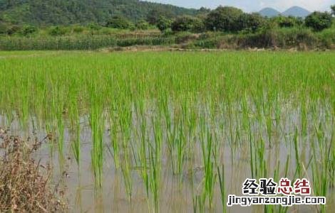关于水稻种植生长后期的管理方法和措施 关于水稻种植生长后期的管理方法