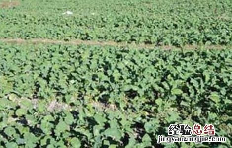 油菜的种植技术和田间管理提问 油菜的种植技术