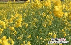 油菜的种植技术和田间管理提问 油菜的种植技术