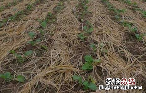 油菜的种植技术和田间管理提问 油菜的种植技术