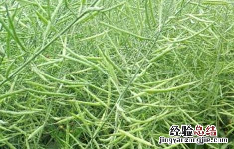 油菜的种植技术和田间管理提问 油菜的种植技术