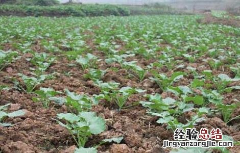 油菜的种植技术和田间管理提问 油菜的种植技术