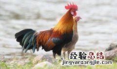 九三年属什么生肖 九三年属什么生肖多大