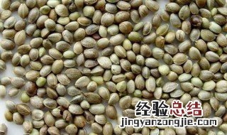 麻子仁的功效与作用 麻仁润肠丸排便太惊人了