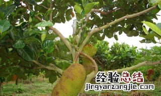 怎么种菠萝蜜的籽 怎么种菠萝蜜的籽视频