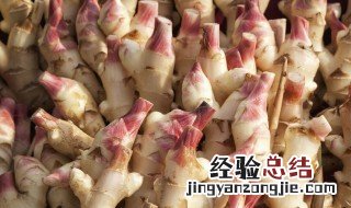 盆栽的生姜怎么种 盆栽的生姜怎么种植视频