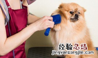 宠物用英语怎么说 宠物用英语如何说
