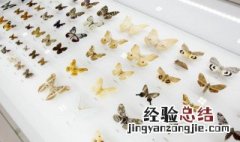 蝴蝶用英语怎么说 蝴蝶用英语的写法