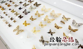 蝴蝶用英语怎么说 蝴蝶用英语的写法