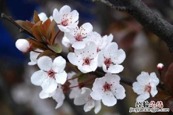 樱花是什么时候开的?是哪个季节? 樱花什么季节开,盛开时间是几月份