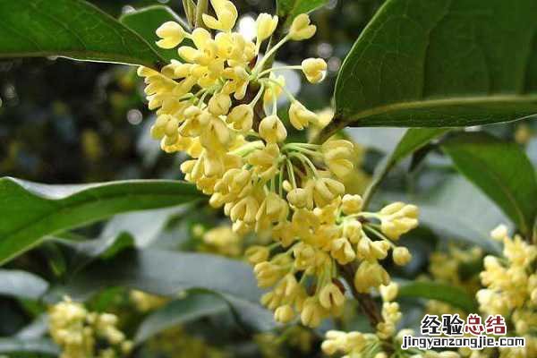 桂花有哪些特点和特征 桂花的特点有哪些,有哪些生长习性