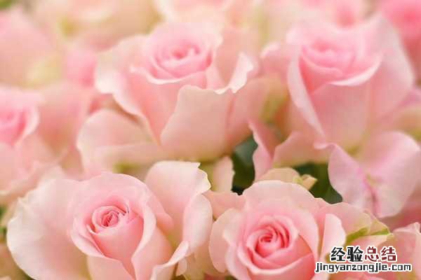 玫瑰一般在几月份开花 玫瑰什么时候开花,花期在哪个季节