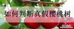 真假樱桃树特征 如何判断真假樱桃树