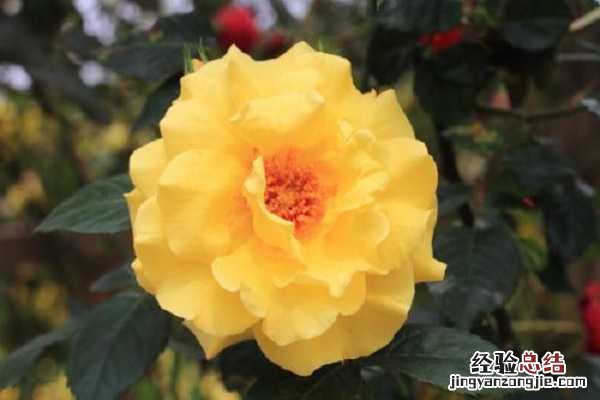 月季花施肥施什么肥料,养护方法及注意事项
