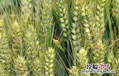 如何对小麦种子的优劣进行鉴别 小麦种子的特点