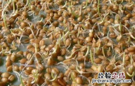 如何对小麦种子的优劣进行鉴别 小麦种子的特点