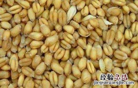 如何对小麦种子的优劣进行鉴别 小麦种子的特点