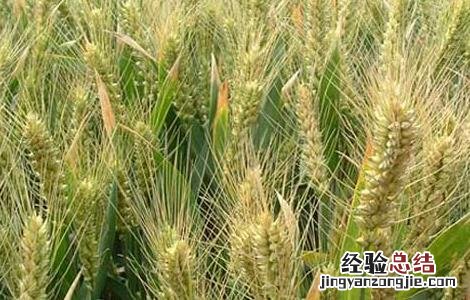 如何对小麦种子的优劣进行鉴别 小麦种子的特点