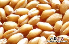 如何对小麦种子的优劣进行鉴别 小麦种子的特点