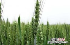 预防小麦早春防冻措施 预防小麦早春防冻措施