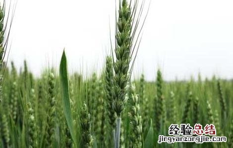 预防小麦早春防冻措施 预防小麦早春防冻措施