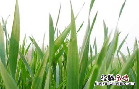 预防小麦早春防冻措施 预防小麦早春防冻措施