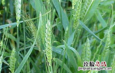 预防小麦早春防冻措施 预防小麦早春防冻措施