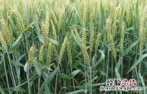 预防小麦早春防冻措施 预防小麦早春防冻措施