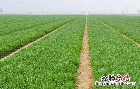 小麦种植技术 小麦种植技术要点