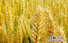 小麦种植技术 小麦种植技术要点