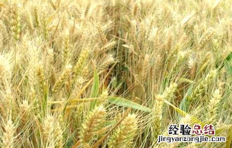 小麦种植技术 小麦种植技术要点
