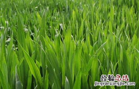 小麦播种期病虫害防治技术要点 如何防治小麦播种期的病虫害技术
