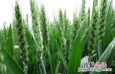 小麦播种期病虫害防治技术要点 如何防治小麦播种期的病虫害技术