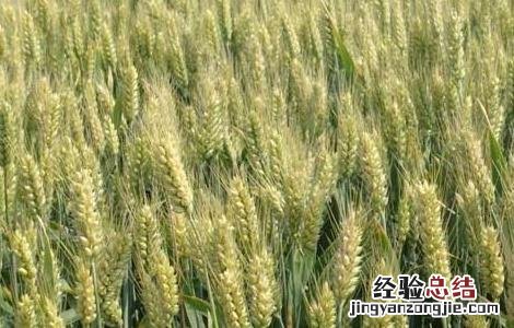 小麦播种期病虫害防治技术要点 如何防治小麦播种期的病虫害技术