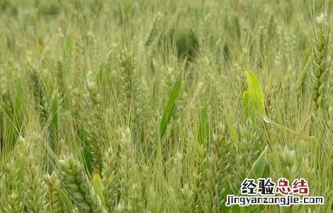 小麦播种期病虫害防治技术要点 如何防治小麦播种期的病虫害技术
