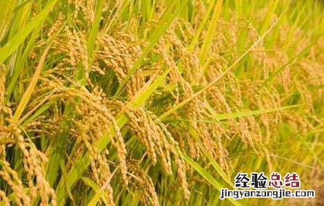 有机稻米在栽培过程中要注意的技术问题