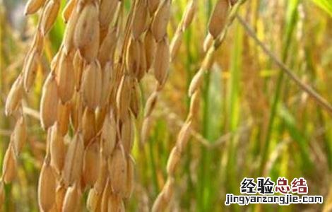 有机稻米在栽培过程中要注意的技术问题