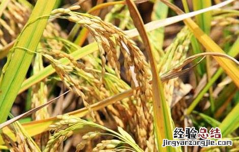 秋收后储藏稻米的方法和要点 秋收后储藏稻米的方法和要点是什么