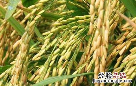 粮食种子储存的要求 粮油种子贮藏时需要注意哪些方面的问题