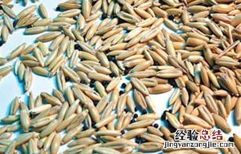 粮食种子储存的要求 粮油种子贮藏时需要注意哪些方面的问题