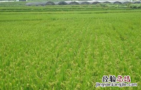 夏季怎样防治稻米中的害虫呢 夏季怎样防治稻米中的害虫