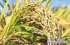 夏季怎样防治稻米中的害虫呢 夏季怎样防治稻米中的害虫