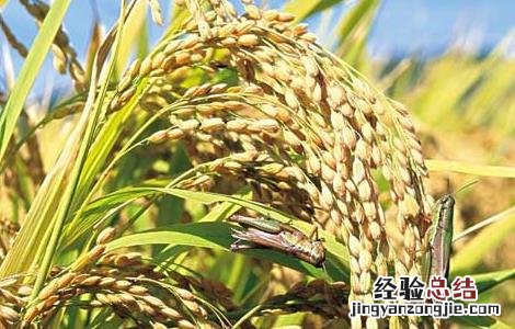 夏季怎样防治稻米中的害虫呢 夏季怎样防治稻米中的害虫