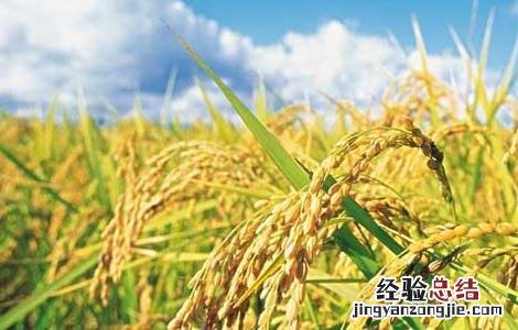 夏季怎样防治稻米中的害虫呢 夏季怎样防治稻米中的害虫