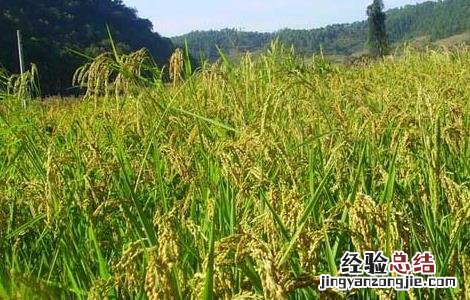 夏季怎样防治稻米中的害虫呢 夏季怎样防治稻米中的害虫