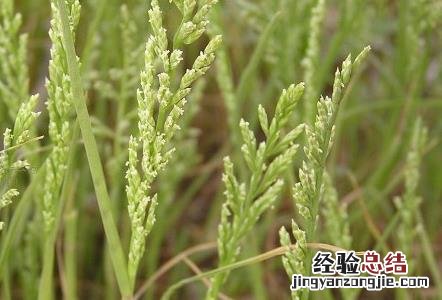 小麦种植中硬草的锄草技术 小麦田硬草
