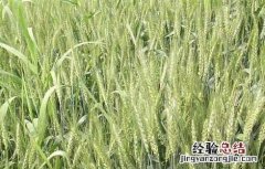 小麦种植中硬草的锄草技术 小麦田硬草
