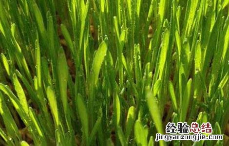 小麦种植中硬草的锄草技术 小麦田硬草